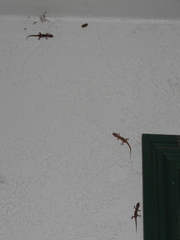 Hemidactylus turcicus