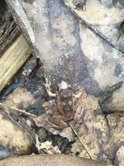 Arthroleptis variabilis