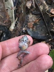 Arthroleptis variabilis