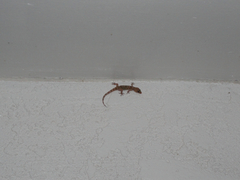 Hemidactylus turcicus