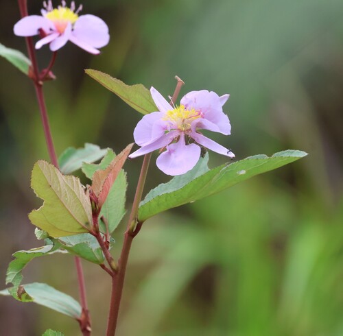 Clappertonia ficifolia, photograph 5