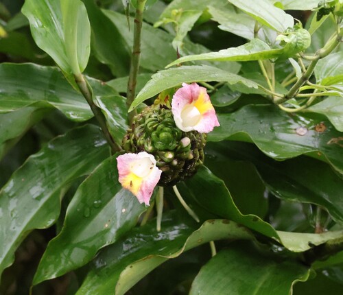 Costus afer (Costus afer)