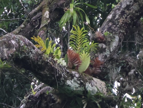 Drynaria laurentii