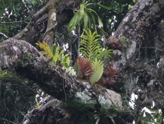 Drynaria laurentii