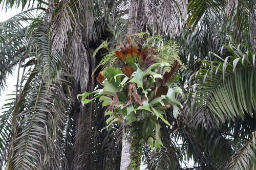 Platycerium stemaria, photograph 3