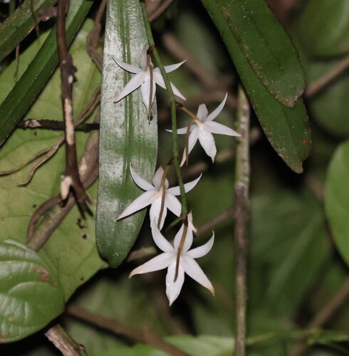 Aerangis calantha (Schltr.) Schltr.