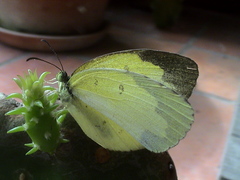 Eurema lacteola