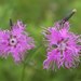 Dianthus superbus superbus - Photo (c) 空猫 T. N, some rights reserved (CC BY-NC), uploaded by 空猫 T. N
