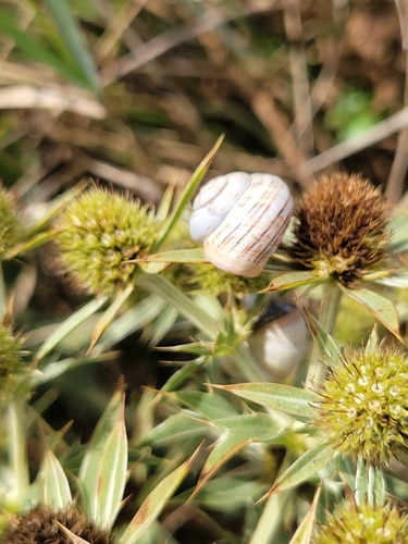 Theba pisana