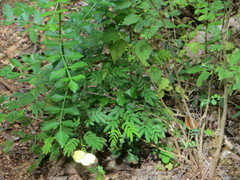 Eurema hecabe solifera
