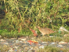 Gallicrex cinerea