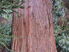 Cryptomeria japonica image