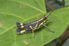 Traulia azureipennis