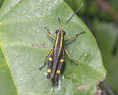 Traulia azureipennis
