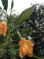 Brugmansia