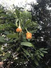 Brugmansia