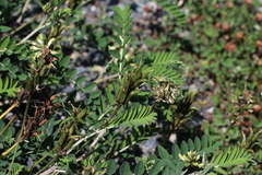 Astragalus schelichowii