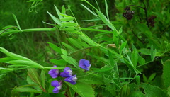Lathyrus palustris pilosus