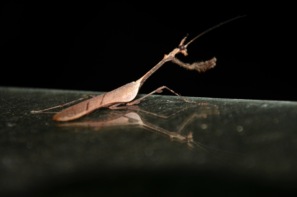 Sibyllopsis