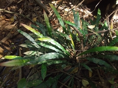 Blechnum patersonii