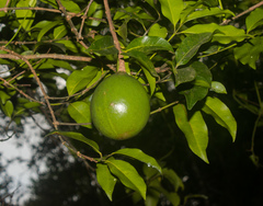 Melodinus suaveolens