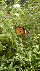 Danaus chrysippus