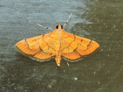 Orphanostigma abruptalis
