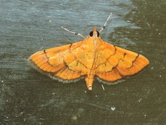 Orphanostigma abruptalis
