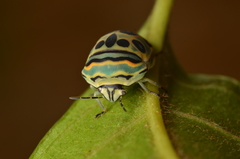 Sphaerocoris annulus