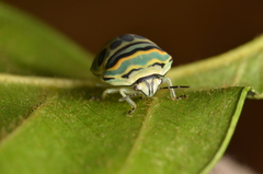 Sphaerocoris annulus