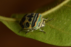 Sphaerocoris annulus