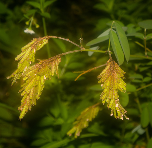 Grona heterocarpos