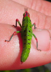 Thericleidae