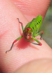 Thericleidae