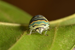 Sphaerocoris annulus
