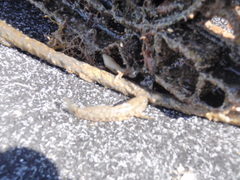 Bathygobius krefftii