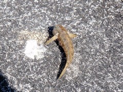 Bathygobius krefftii