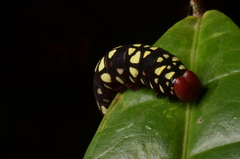 Pyrrhochalcia iphis