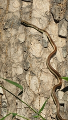Dendrelaphis tristis