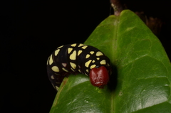 Pyrrhochalcia iphis