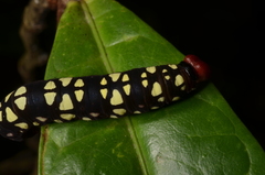 Pyrrhochalcia iphis