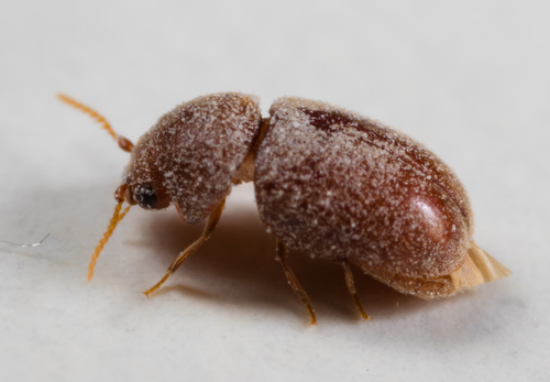 Tobacco Beetle photo 4