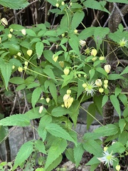 Clematis serratifolia
