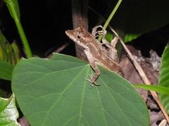 Anolis lemurinus