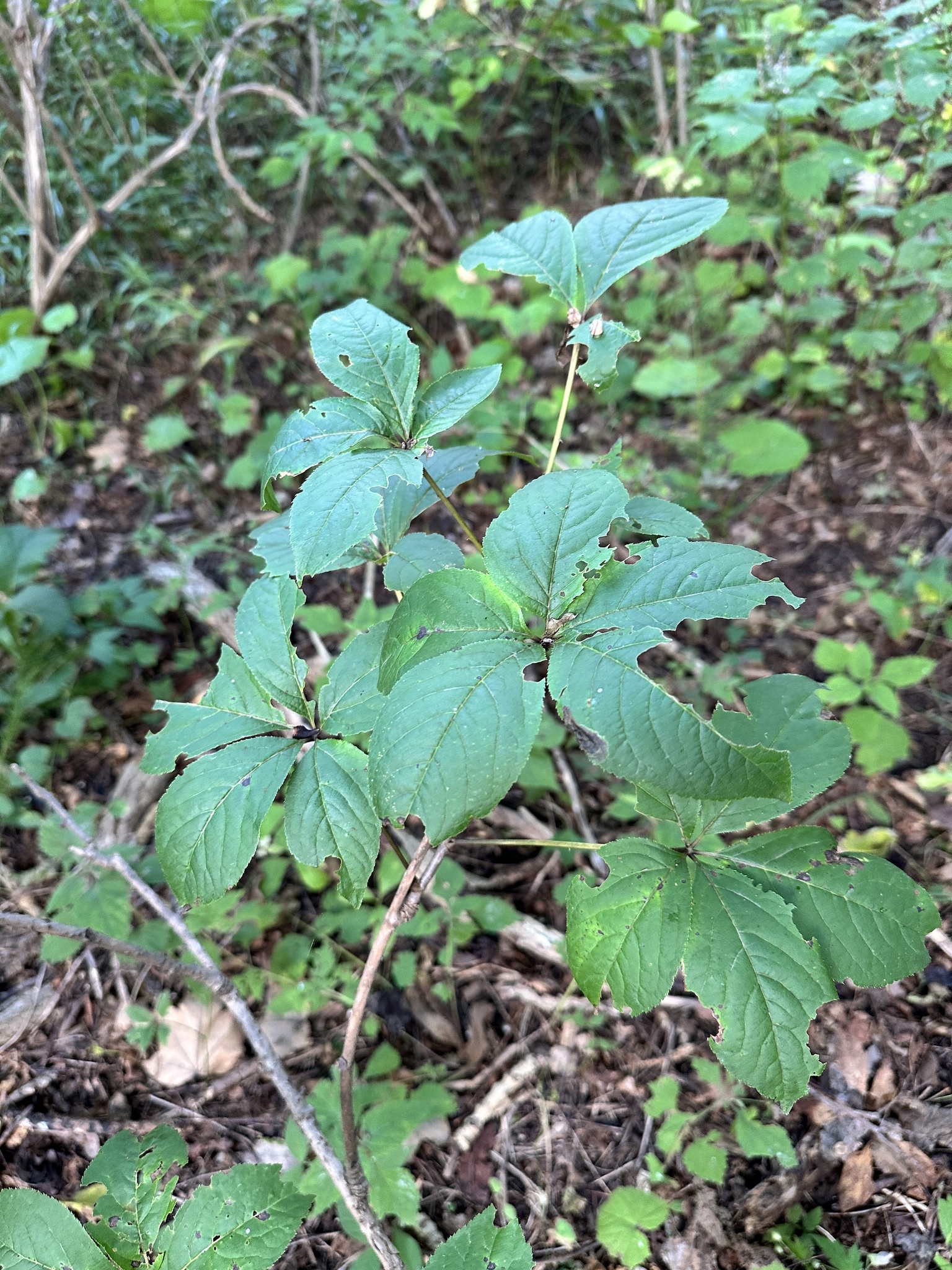 Eleutherococcus Sessiliflorus (Eleutherococcus sessiliflorus)