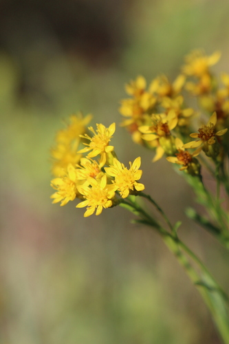 Voss' goldenrod (Solidago vossii)