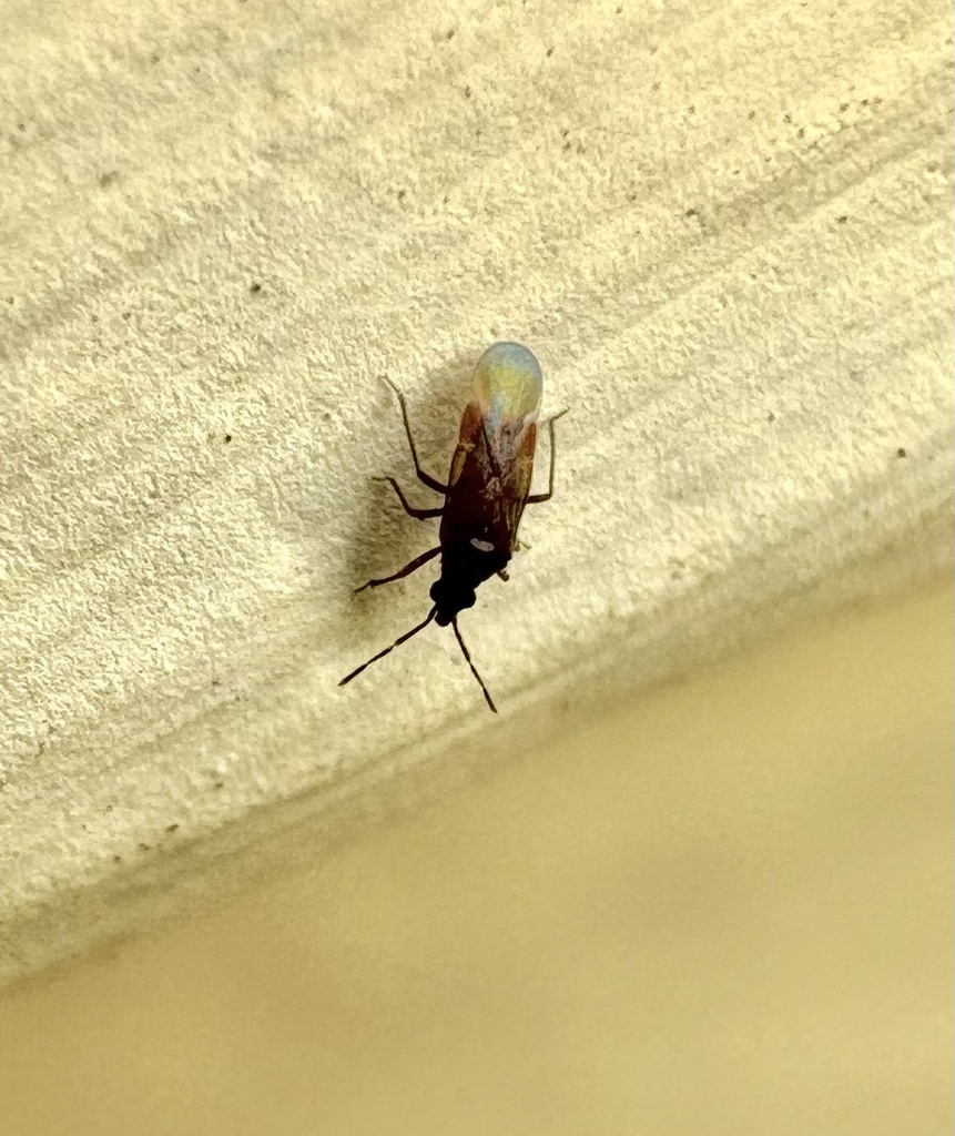Loricula meinanderi