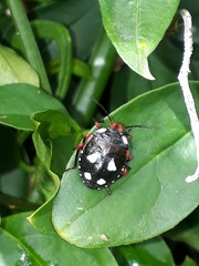 Chinavia erythrocnemis