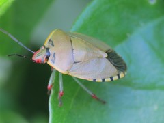 Chinavia erythrocnemis