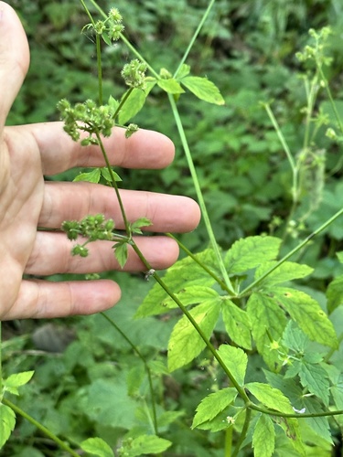 Sanicula chinensis (Sanicula chinensis)